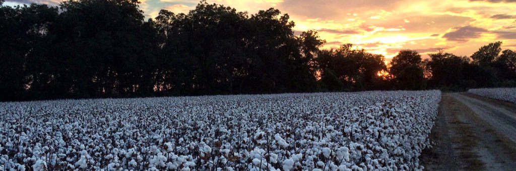 Angus Catchot banner