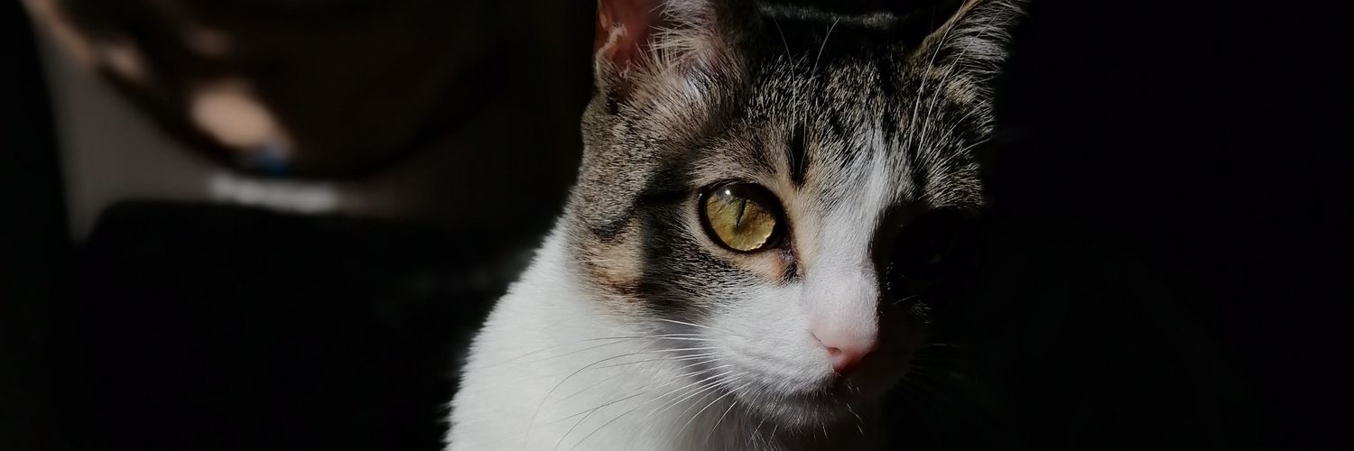 DanielaSTovar's profile banner image