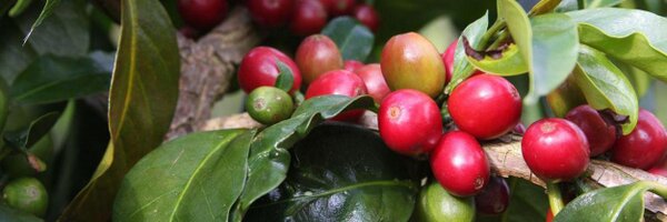 actualcoffee Profile Banner