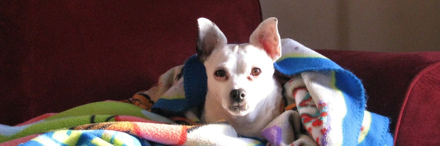 AmyAlligator's profile banner image