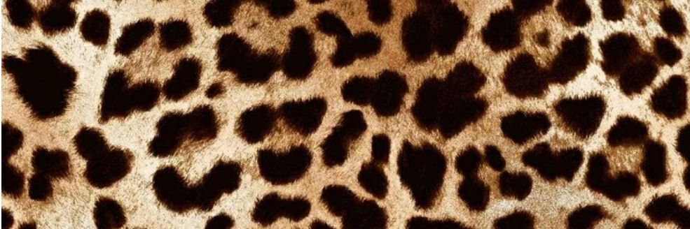 LaceNLeopard's profile banner image