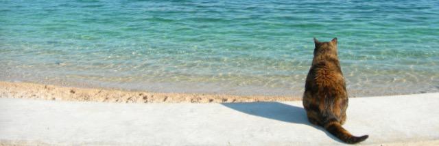 simo_meli's profile banner image