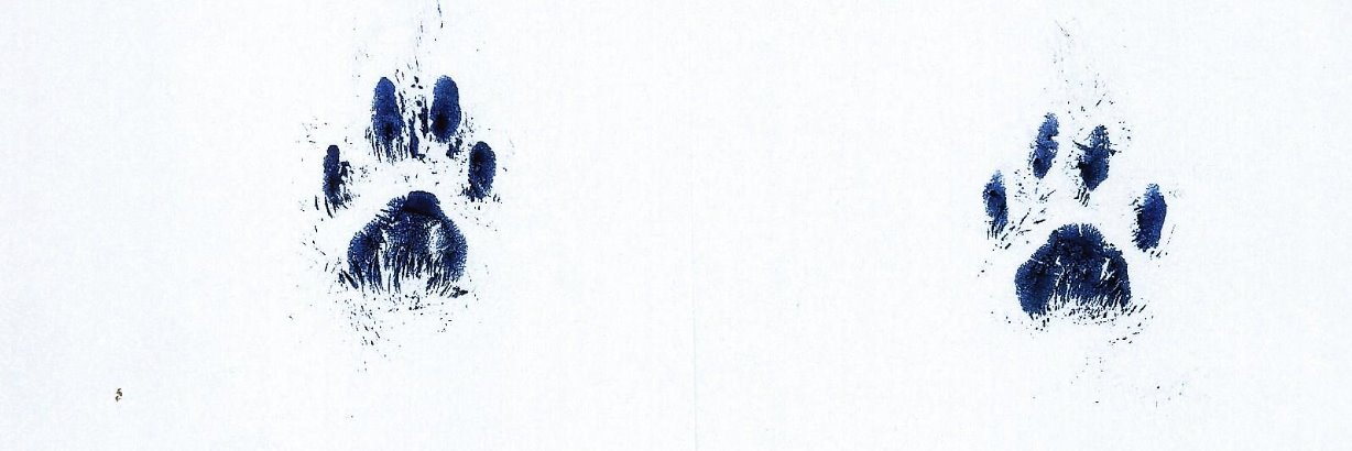 Juanbreezer banner