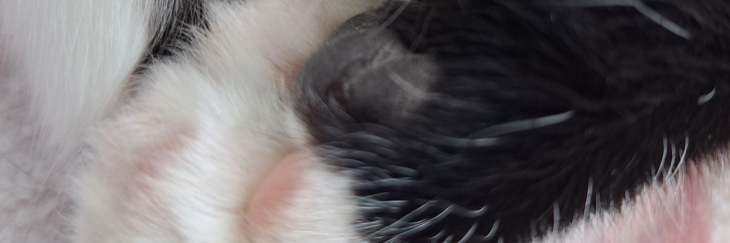 🐱Lotti Tardeficent🐱 banner