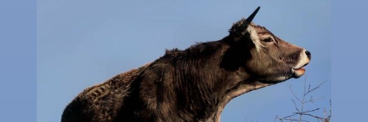 jose_trueba's profile banner image