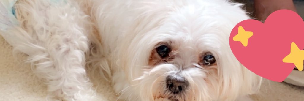 VickyWolicki's profile banner image