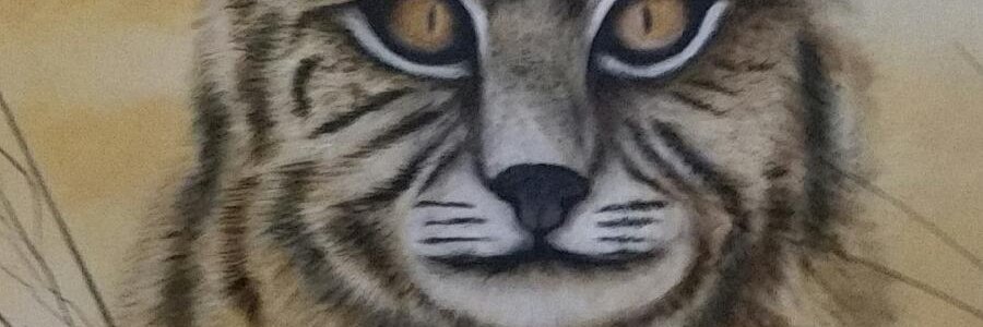 chewallabc's profile banner image