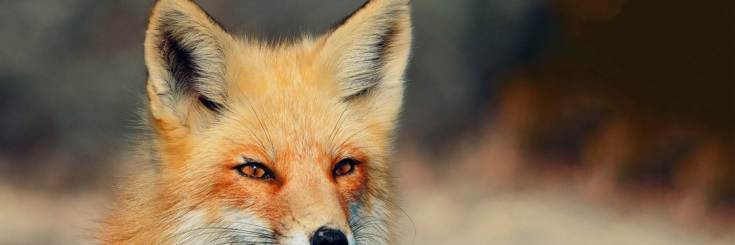 SarahJasmine94's profile banner image
