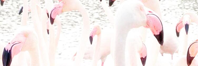 _deboner_'s profile banner image