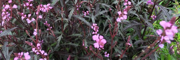 bamptongarden Profile Banner