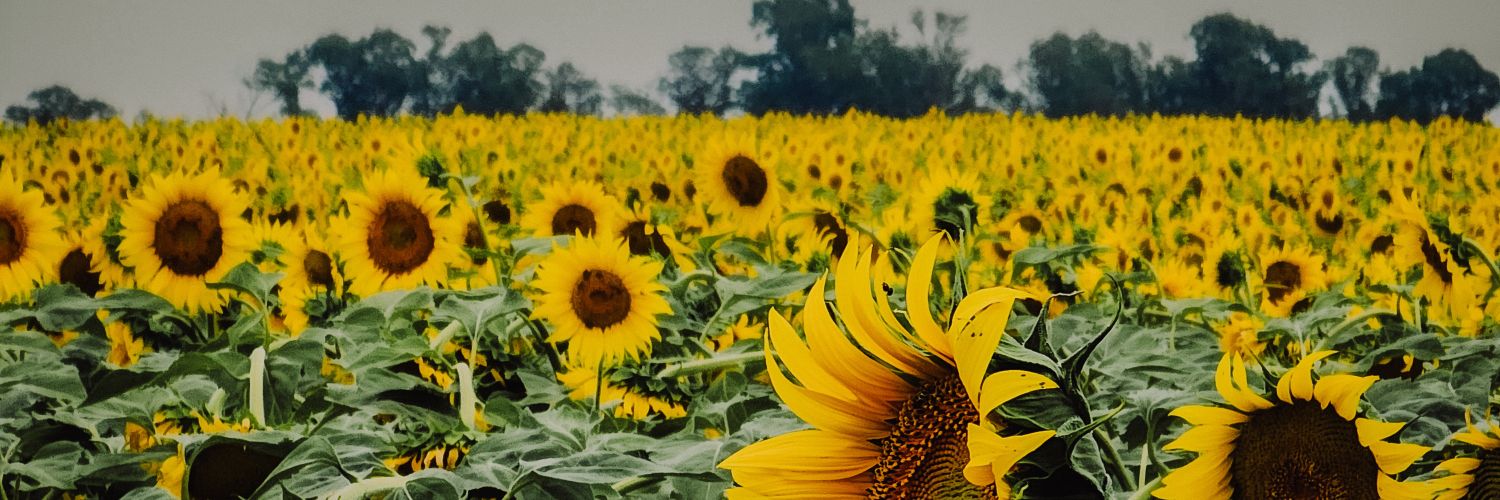 José Bertorello banner