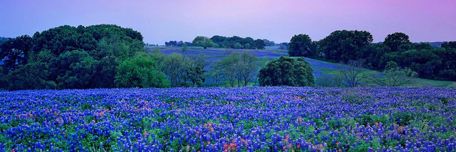 TexasAssnCPAs's profile banner image
