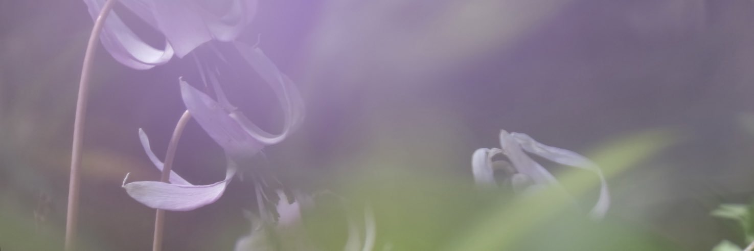 nyankopa's profile banner image