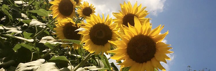 Nat_Deck's profile banner image