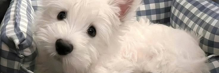 shanebrighters's profile banner image