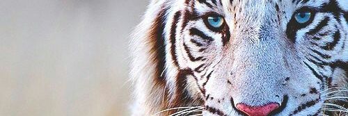Noeehh's profile banner image