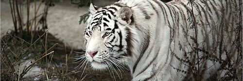 MSyafiq_ID's profile banner image