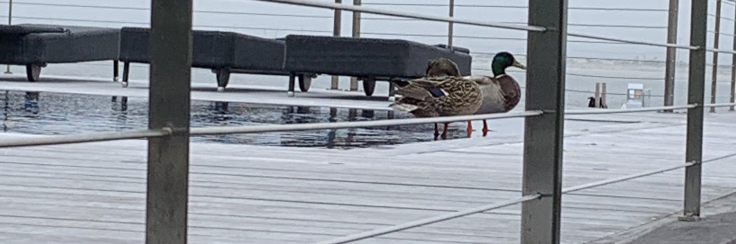 8BitPlatypus's profile banner image