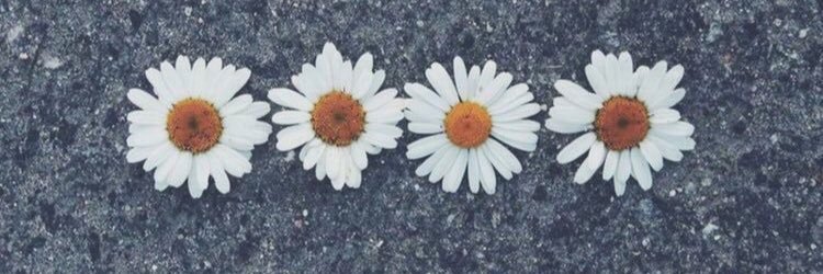 annelise596's profile banner image
