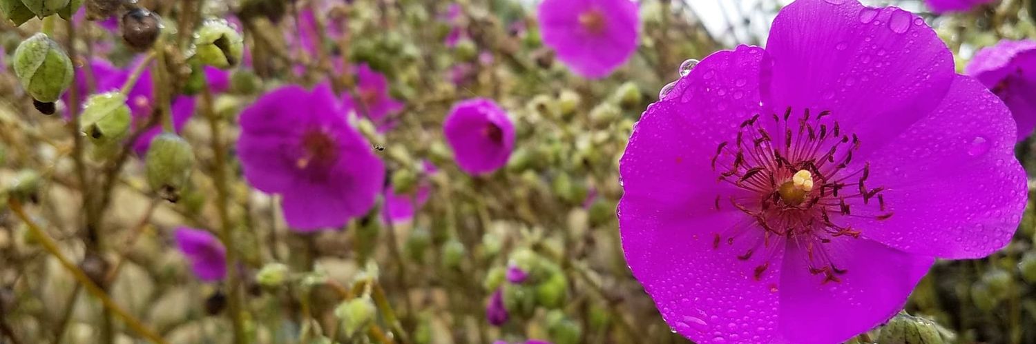 juliagooliaaaa's profile banner image
