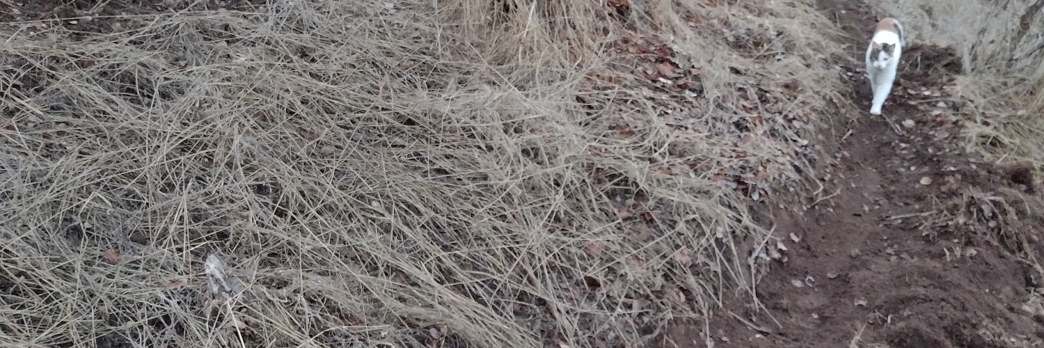 amutvideo's profile banner image