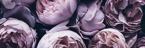 Sydni_Charette's profile banner image