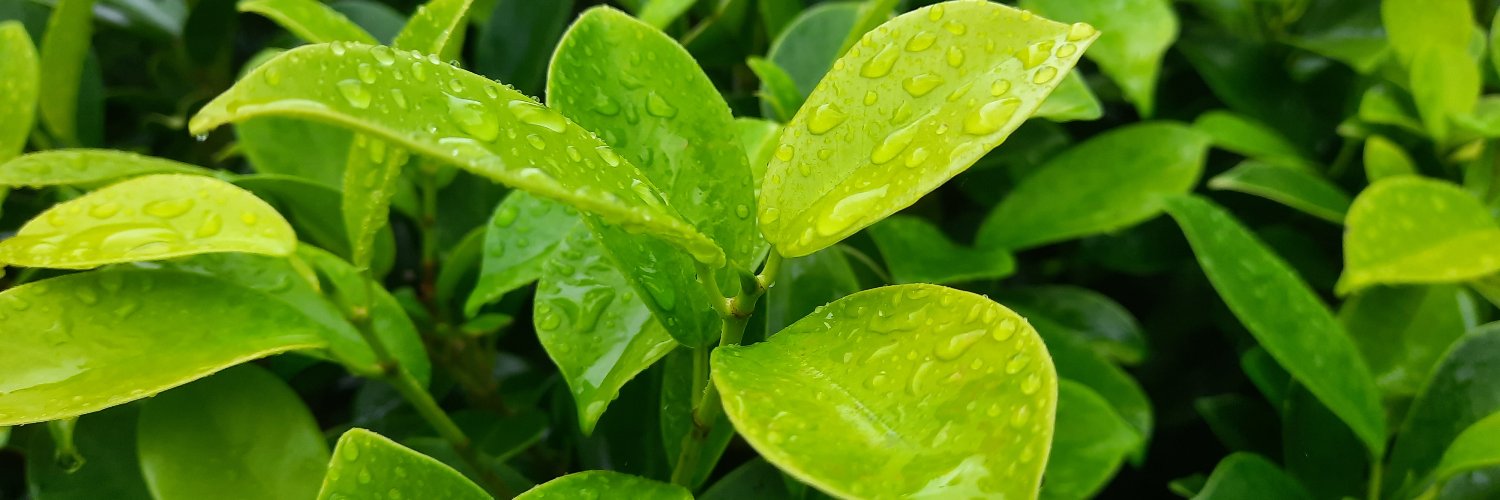 SampathDissa's profile banner image