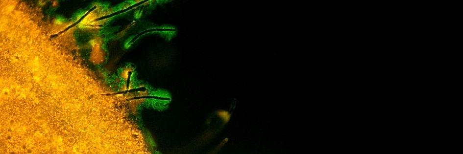Diaz20Pablo's profile banner image