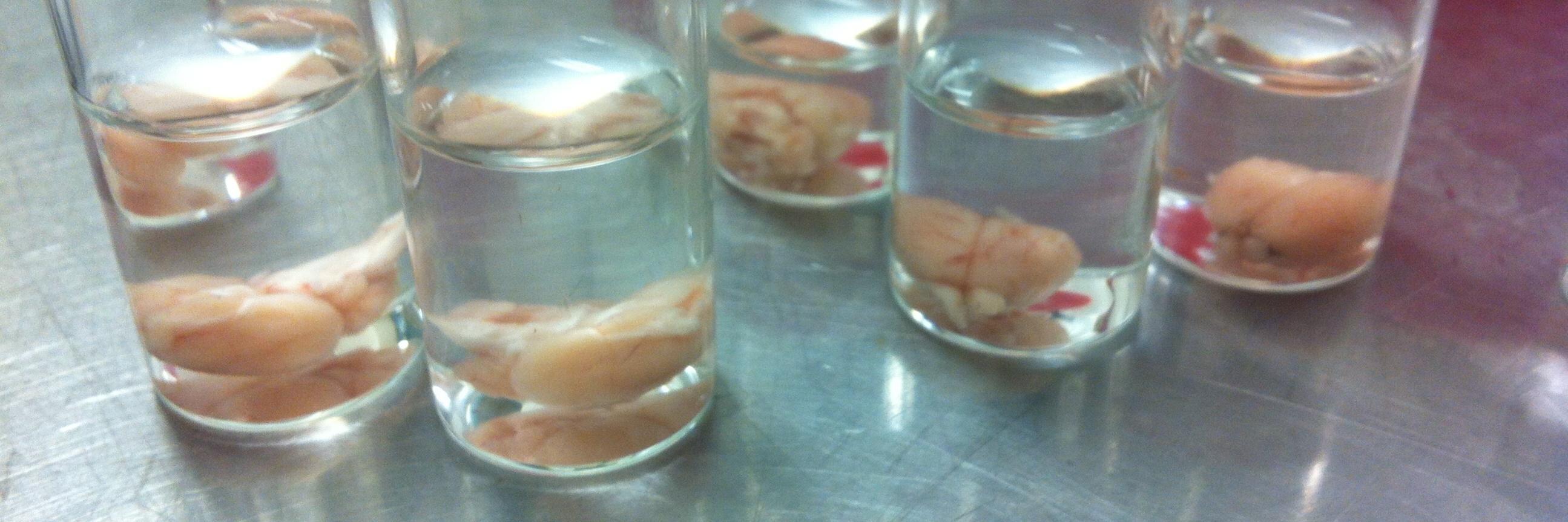 Natalie Prowse (she/her) 🧠 🥼✍🏻🔬 banner