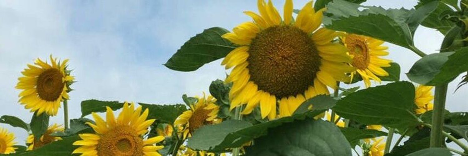 ys_yh's profile banner image