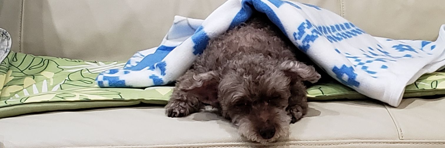 DaaaiCE1019's profile banner image
