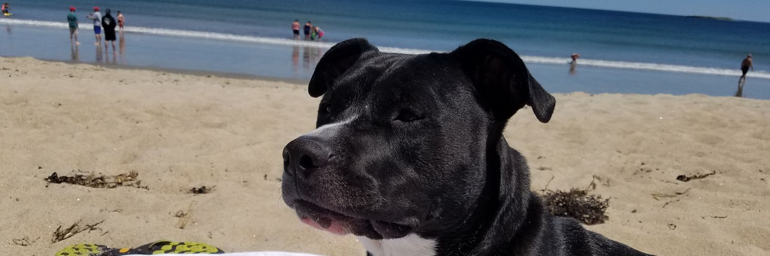 CorinPilo's profile banner image