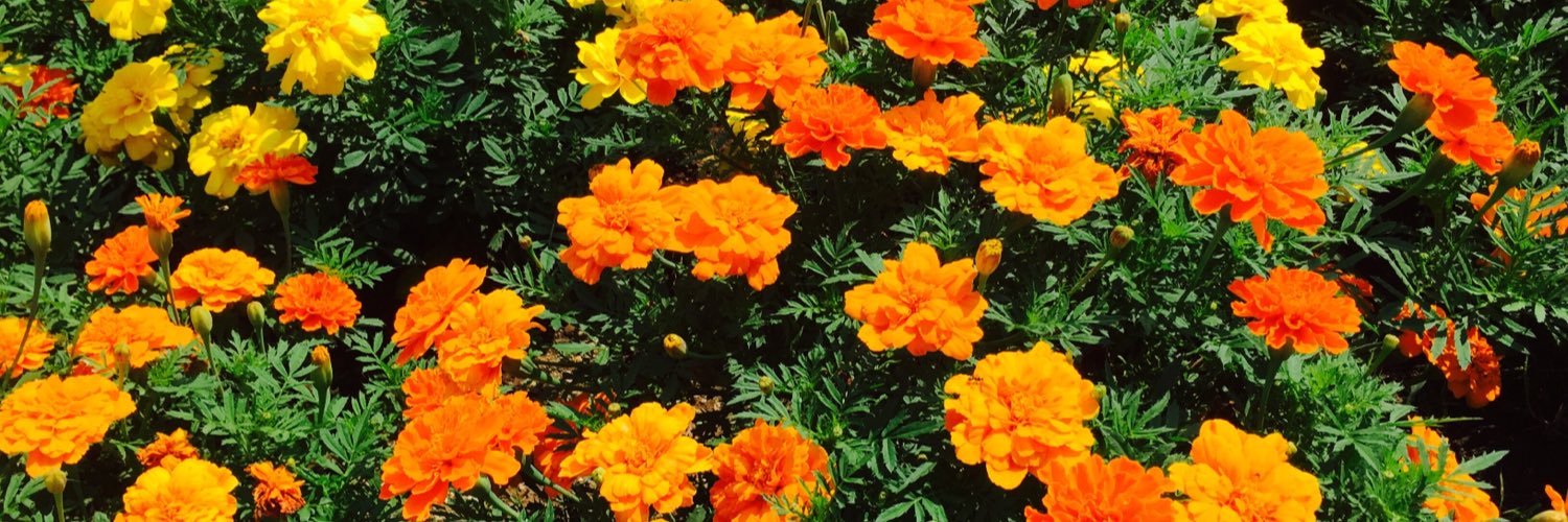 tomichan1207's profile banner image