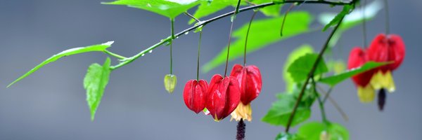 linn Profile Banner