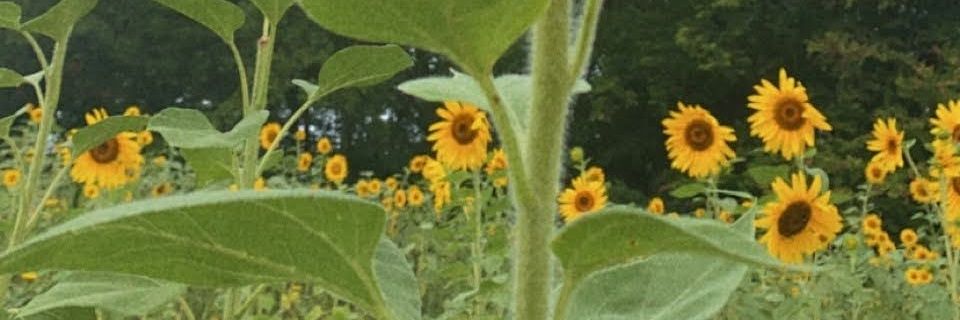BratStackx's profile banner image