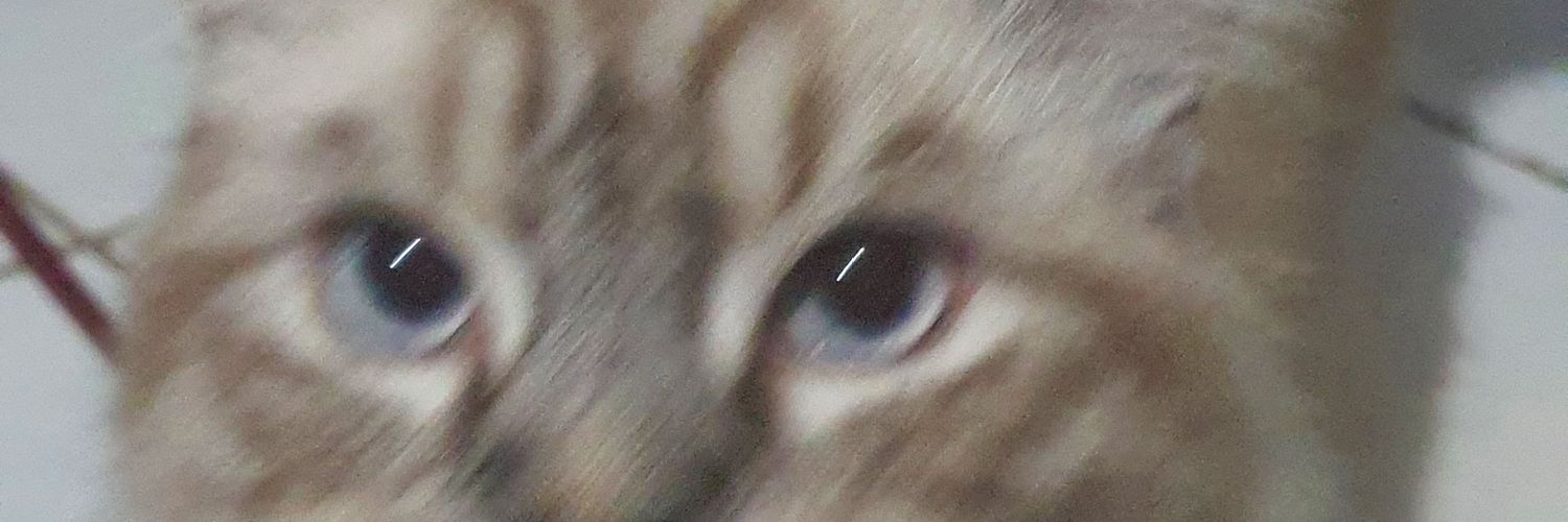 jerlyshell's profile banner image