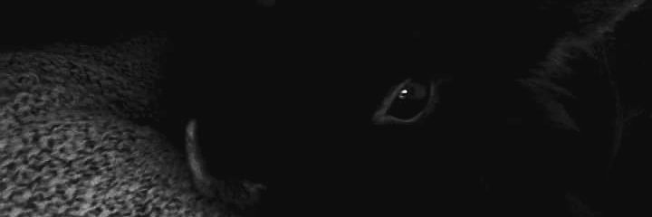 LauraFRodrigues's profile banner image