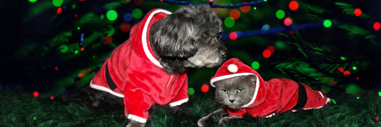 BobKatLittleCub's profile banner image