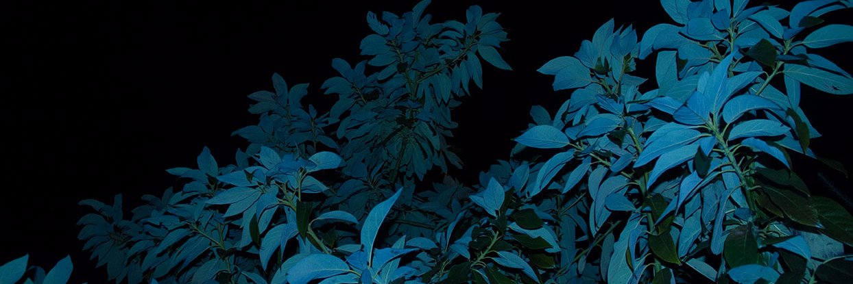 piatellim's profile banner image