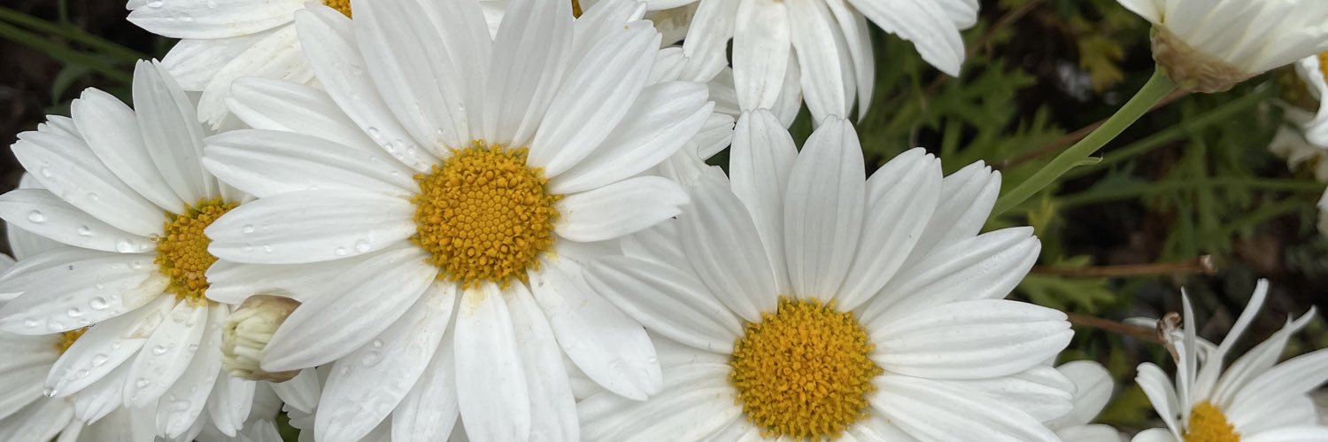 _Harrymyheart's profile banner image