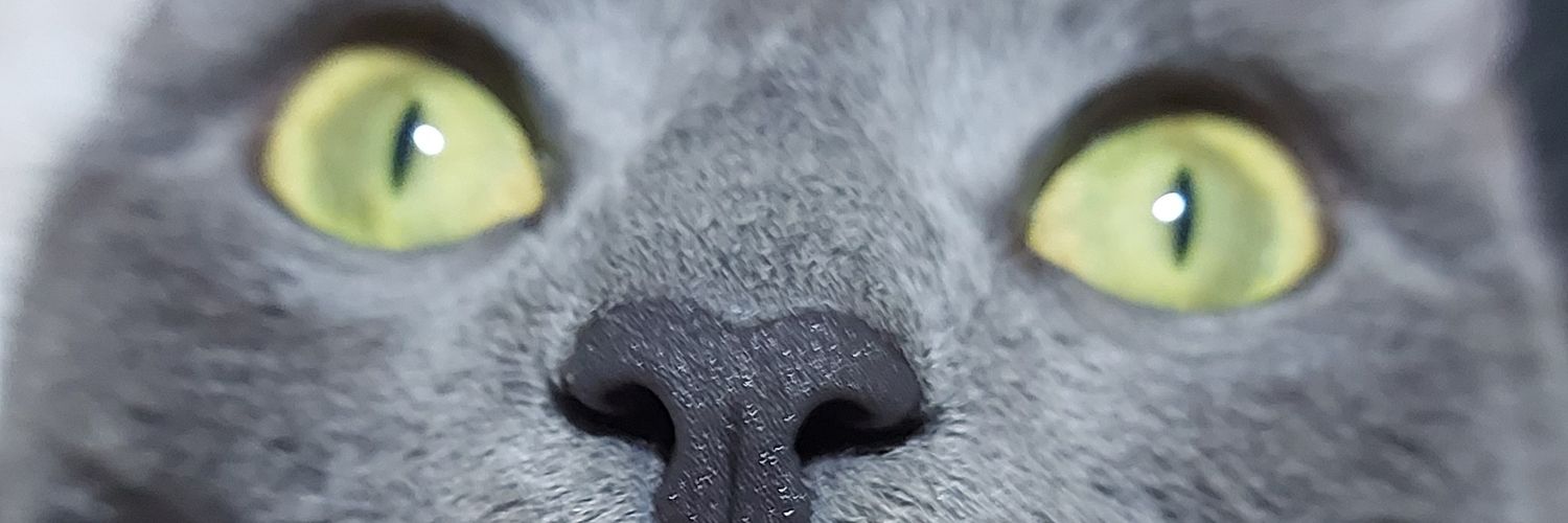 ramozkaral's profile banner image