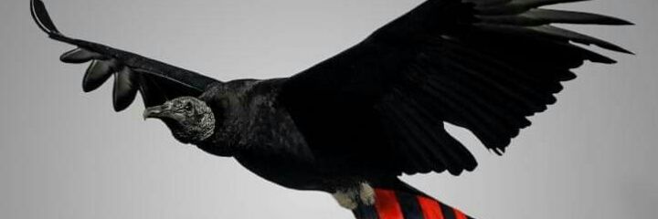 WagnerVitorSilv's profile banner image