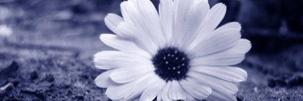 jadealexiis's profile banner image