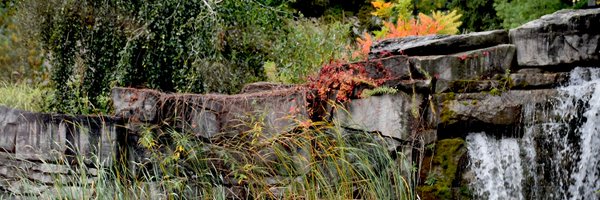 BUFABrock Profile Banner