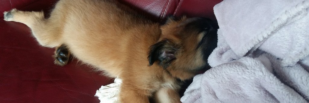Mina banner