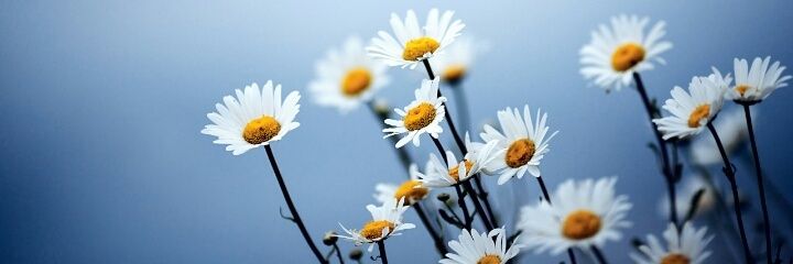 ireewi's profile banner image