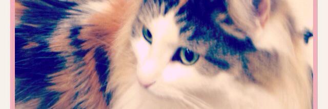 にゃん娘♀ banner