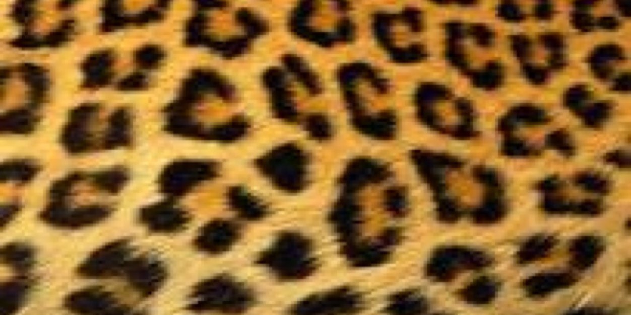 rinnybee_'s profile banner image