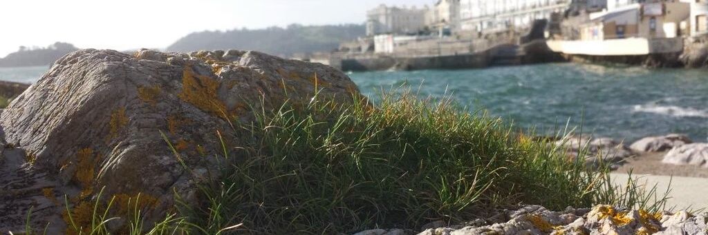 FudgeGecko's profile banner image