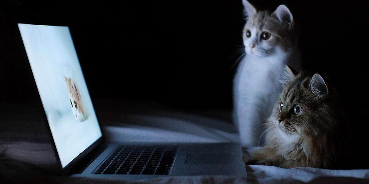 fullyfeline's profile banner image